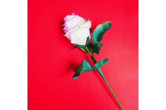 Ecuadorian Rose: Crafting Timeless Beauty with 3D Paper Art